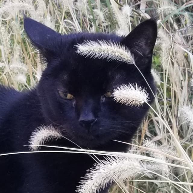 Photo of Jinx