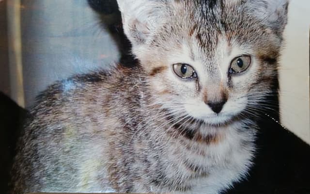 Photo of Lily